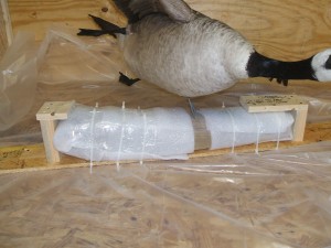 Goose attached to crate