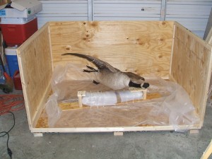 Goose in Crate